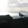 dingle_20080824_1249458130